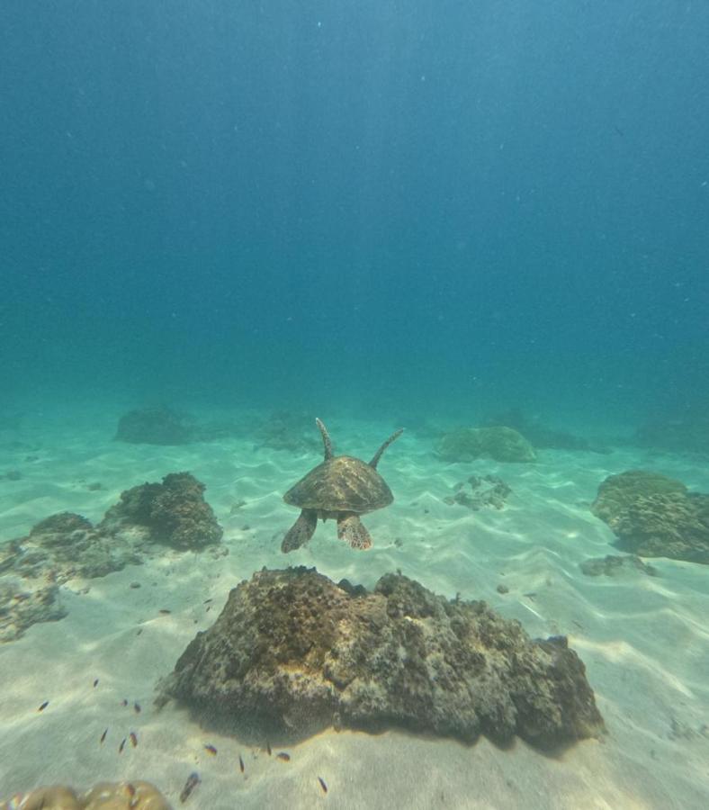 Cabinas Pura Vida B&B Tour Operator Drake Bay Luaran gambar
