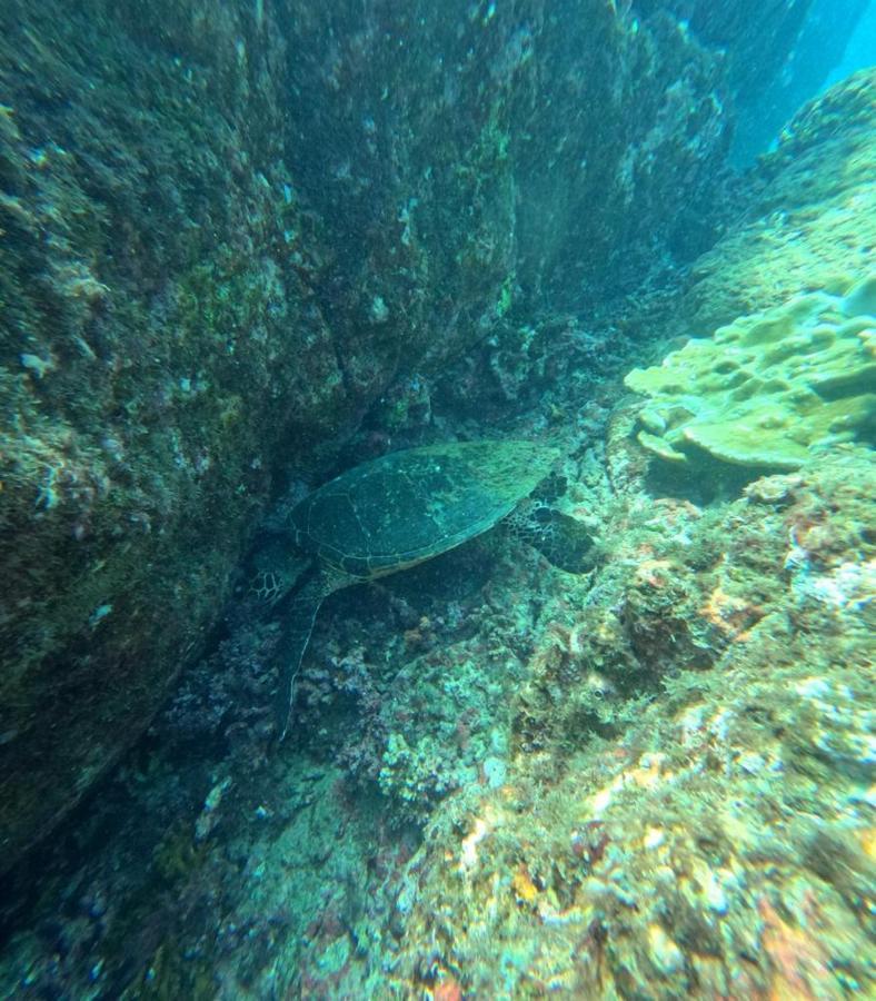 Cabinas Pura Vida B&B Tour Operator Drake Bay Luaran gambar
